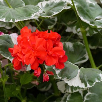 Vyöhykepelargoni Fantaisy Wilhelm Langguth