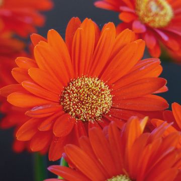 Gerbera jamesonii Garvinea Sweet Sweet Glow