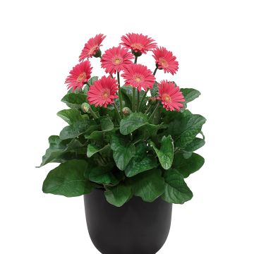 Gerbera jamesonii Garvinea Sweet Sweet Heart