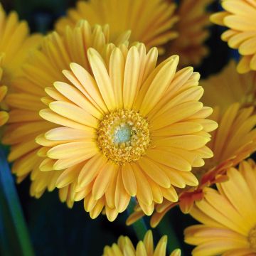 Gerbera jamesonii Garvinea Sweet Sweet Love