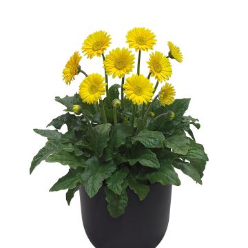 Gerbera jamesonii Garvinea Sweet Sweet Smile