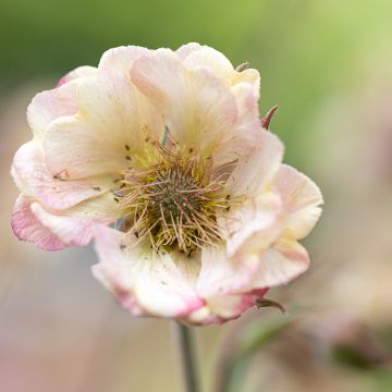 Tulikellukka Censation Two Tone Pearl