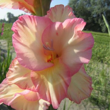 Miekkalilja Fragrant Lady