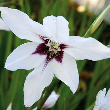 Tuoksumiekkalilja - Gladiolus callianthus