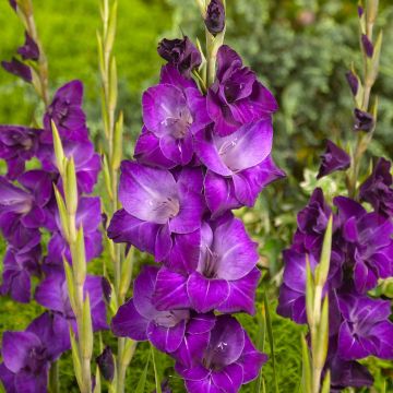 Miekkalilja Violetta