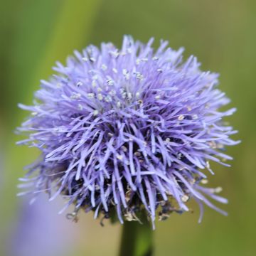 Alppisinipallo - Globularia punctata