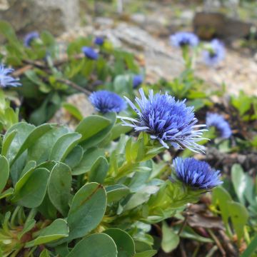 Sinipallo - Globularia trichosantha
