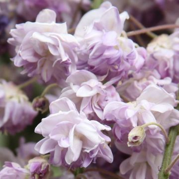 Japaninsinisade Violacea Plena