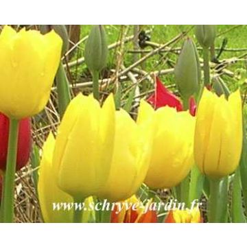 Triumftulppaani Golden Melody