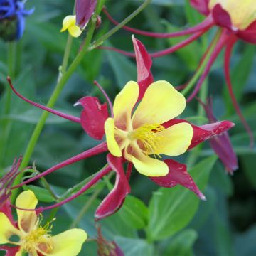Lehtoakileija Firecracker (siemenet)