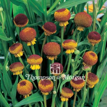 Kalifornianhohdekukka Autumn Lollipop (siemenet)