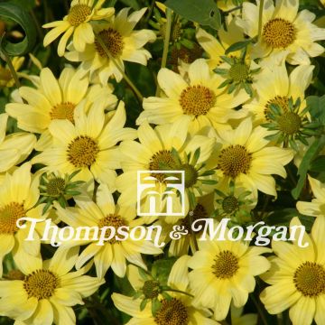 Heliomeris multiflora Sunsplash (siemenet)