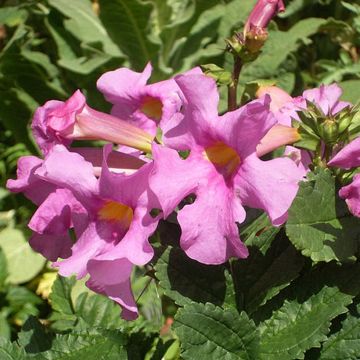 Isoinkarvillea Deli Rose (siemenet)