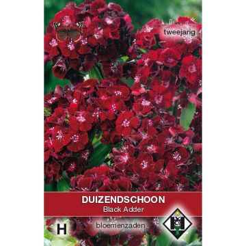 Harjaneilikka Nigrescens Black Adder (siemenet)