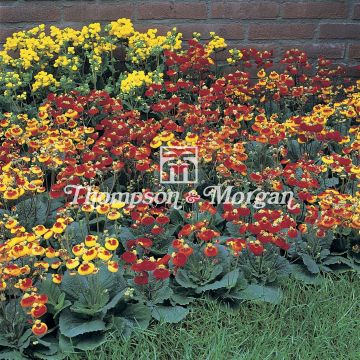 Calceolaria Sunset mixed (siemenet)