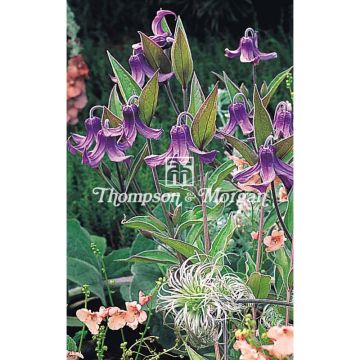 Kellokärhö (siemenet) - Clematis integrifolia