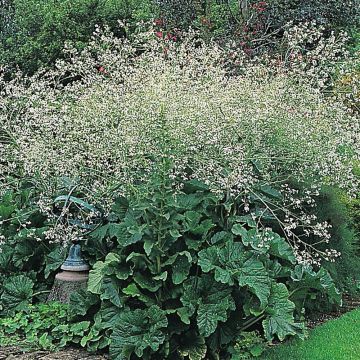 Herttamerikaali (siemenet) - Crambe cordifolia