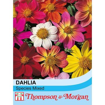 Tarhadaalia Species mixed