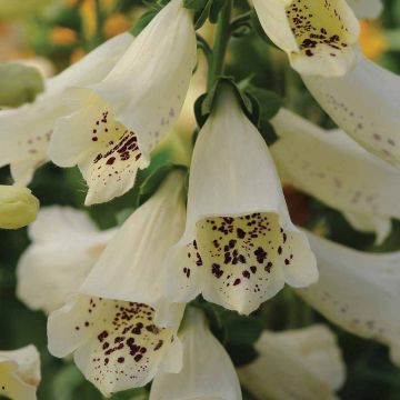 Sormustinkukka Dalmatian Cream F1 (siemenet)