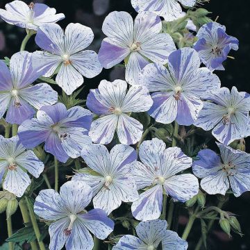 Kyläkurjenpolvi Striatum