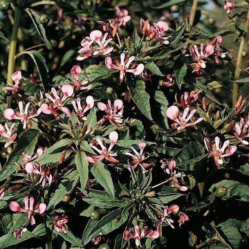 Lopezia cordata Pretty Rose (siemenet)