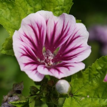 Kiiltomalva Zebrina (siemenet)