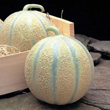Cantaluponmeloni Diego F1 (siemenet)