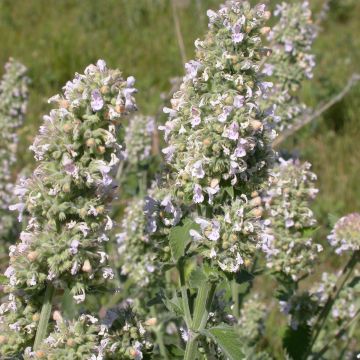 Aitokissanminttu (siemenet) - Nepeta cataria