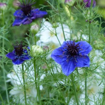Espanjanneito Midhigth Blue (siemenet)