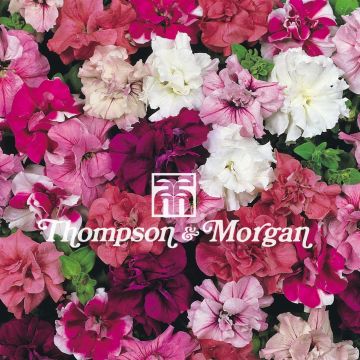 Tarhapetunia Duo Mixed F1 (siemenet)