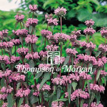 Mukulapaloyrtti (siemenet) - Phlomis tuberosa