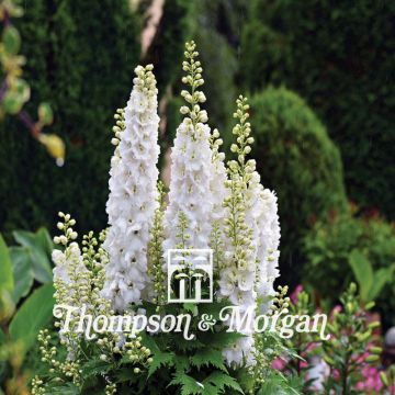Rikkakukonkannus Qis White (siemenet) - Delphinium