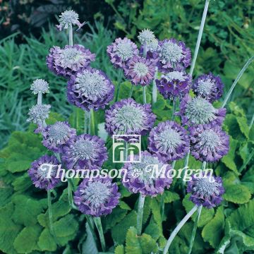 Syysesikko Noverna Deep Blue (siemenet)