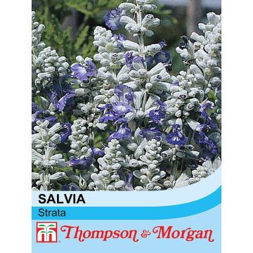 Härmesalvia Strata (siemenet)