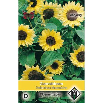 Isoauringonkukka Moonshine (siemenet)