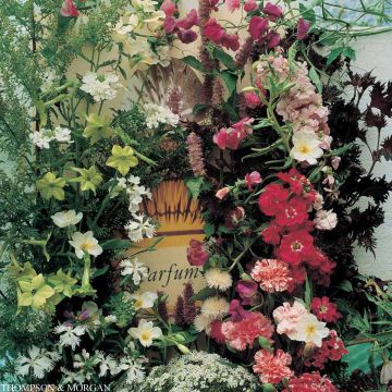 Siemenseos Fragrant Mixture