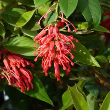 Silkkipuu - Grevillea rhyolitica