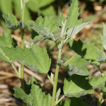 Rohtosalkoruusu luomu - Ferme de Sainte Marthe - Althaea officinalis