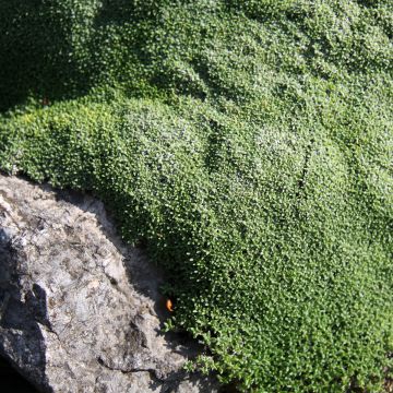 Harso - Gypsophila aretioides