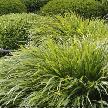 Hakoneheinä - Hakonechloa macra