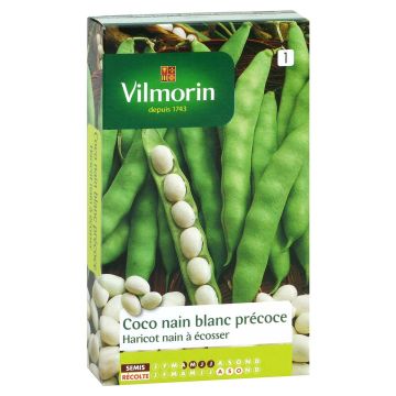 Tarhapapu Coco valkoinen aikainen - Vilmorin - Phaseolus vulgaris