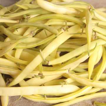 Palkoineen syötävä tarhapapu Fructidor luomu - Ferme de Sainte Marthe