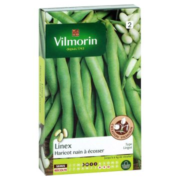 Tarhapapu Linex - Vilmorin