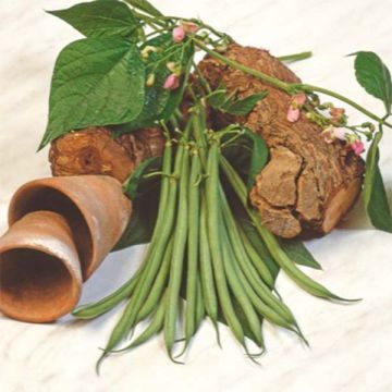 Tarhapapu Aramis