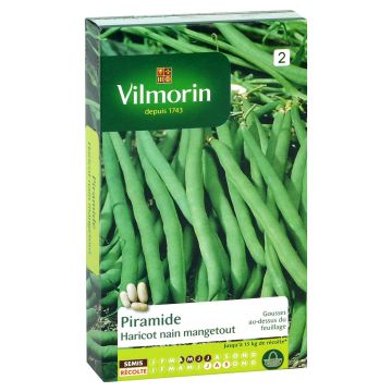 Pensaspapu Piramide - Vilmorin