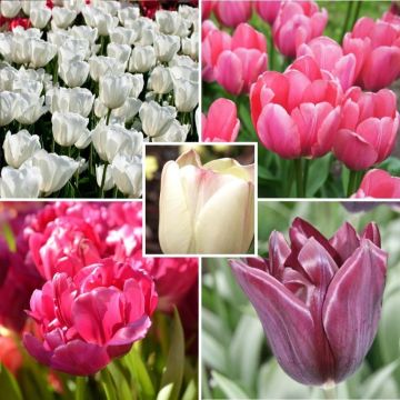 Kevätsuloisuus-tulppaaniharmonia, roosa-purppura-norsunluu