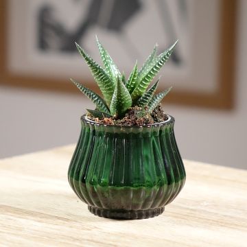 X Gasworthia