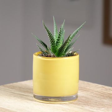 Haworthia limifolia