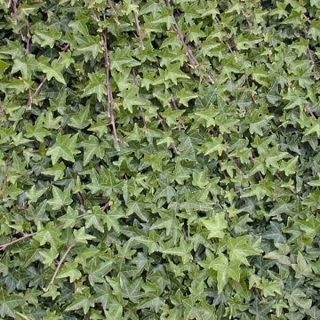 Muratti - Hedera helix