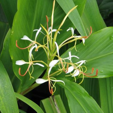 Tuoksuinkivääri - Hedychium spicatum